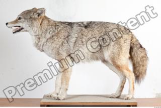 Wolf body photo reference 0001